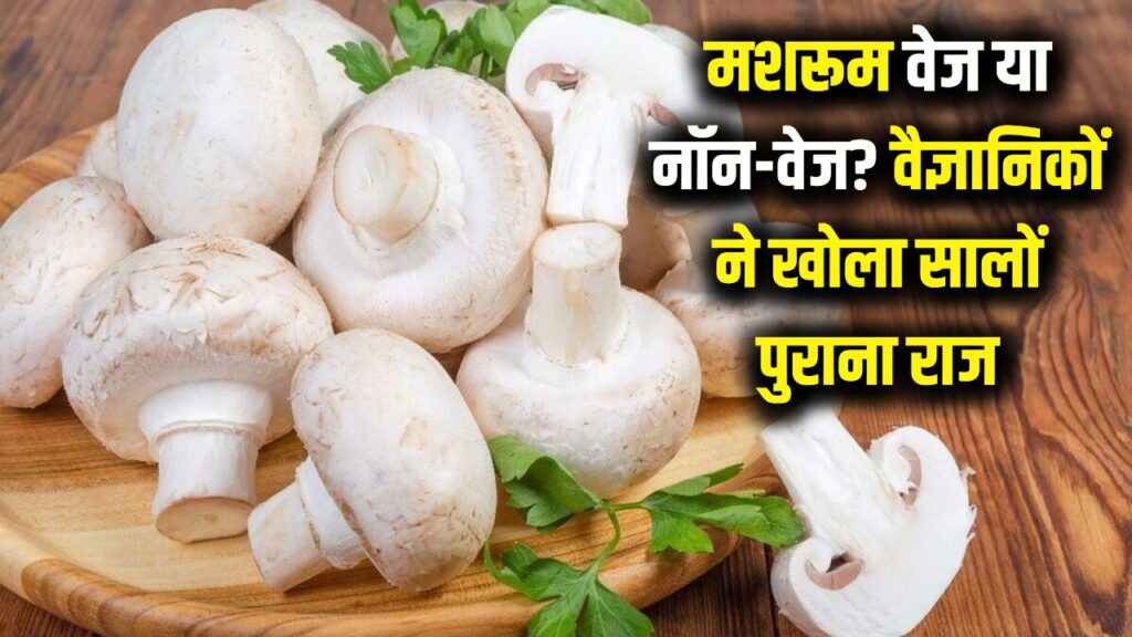 मशरूम वेज है या नॉन-वेज? वैज्ञानिकों ने सालों पुरानी गलतफहमी का किया पर्दाफाश, सच जानकर रह जाएंगे हैरान!